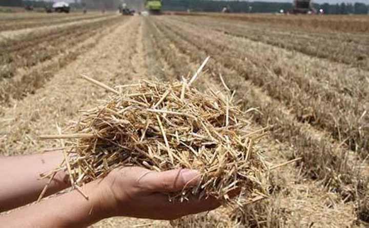 粉碎后的秸稈可以還田作為肥料增加土壤養分 粉碎后的秸稈可以還田作為肥料增加土壤養分