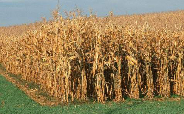 玉米秸稈儲存不方便 玉米秸稈儲存不方便