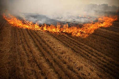 田間秸稈被農(nóng)民一把火燒毀 田間秸稈被農(nóng)民一把火燒毀