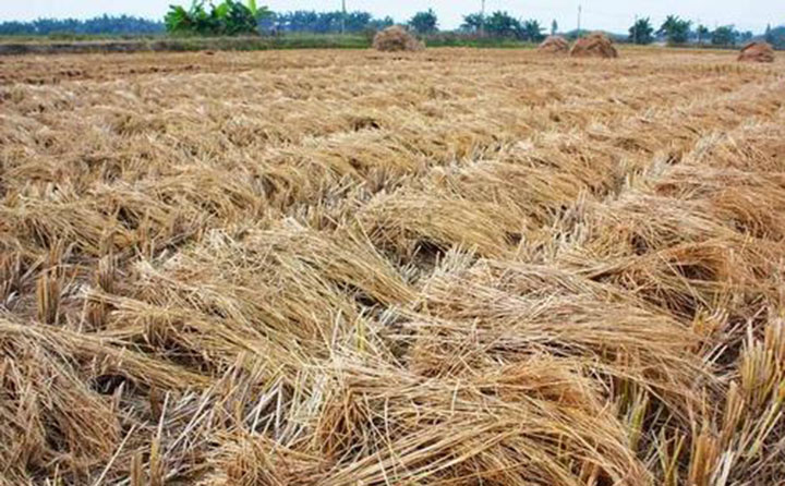 南陽秸稈顆粒機(jī)原料.jpg 南陽秸稈顆粒機(jī)原料.jpg